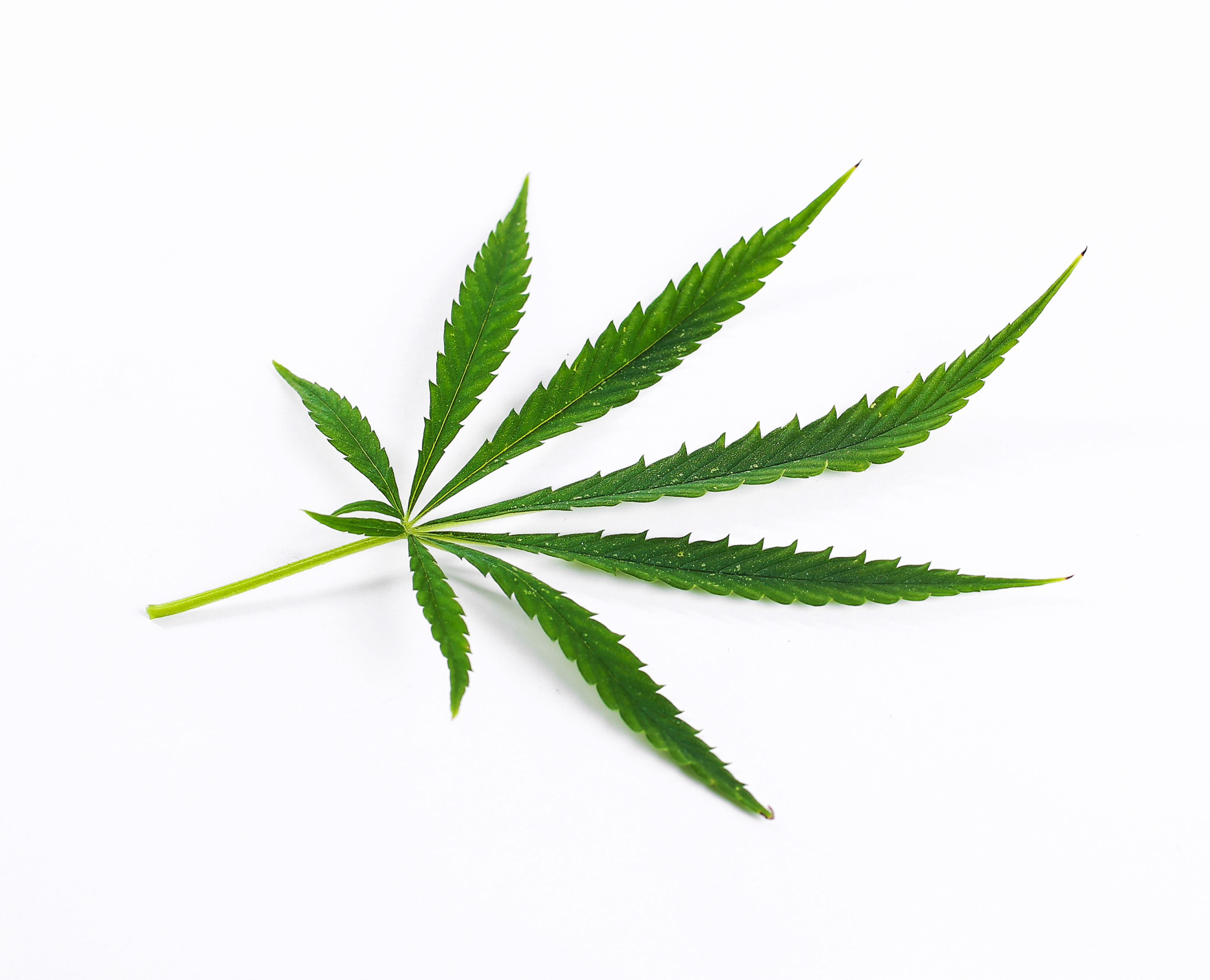canabis-image